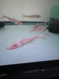 Albino Shark Catfish (Pangasius Conchophilus)
