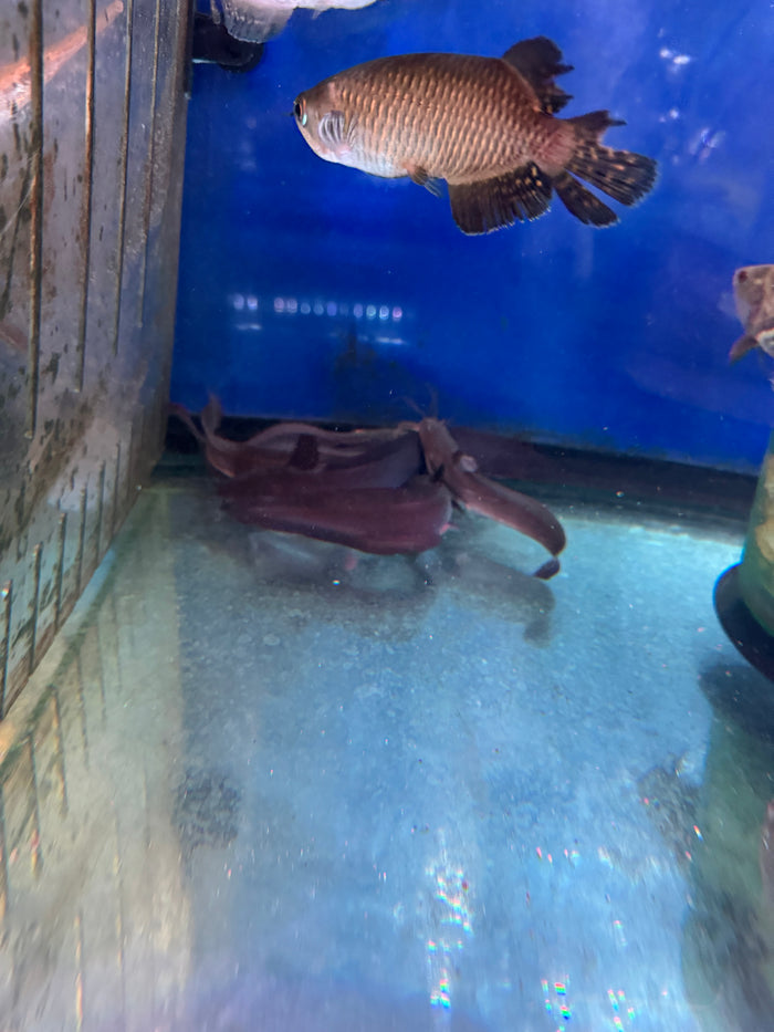 Black Eel Catfish (Plotosus Canius)