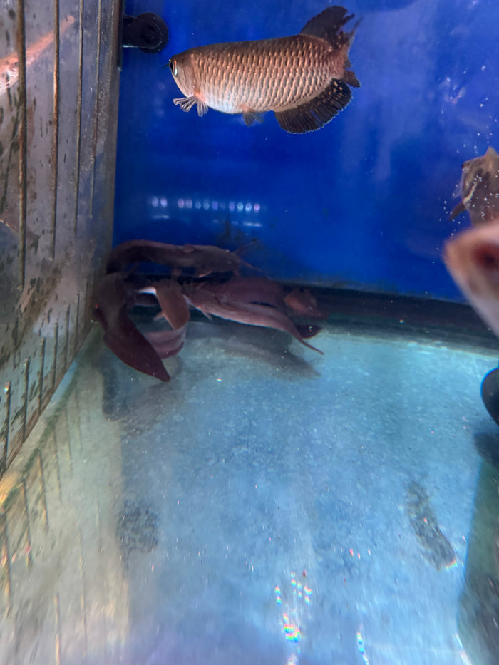Black Eel Catfish (Plotosus Canius)