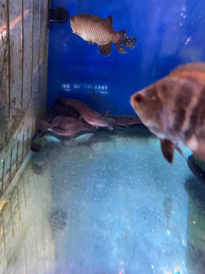 Black Eel Catfish (Plotosus Canius)