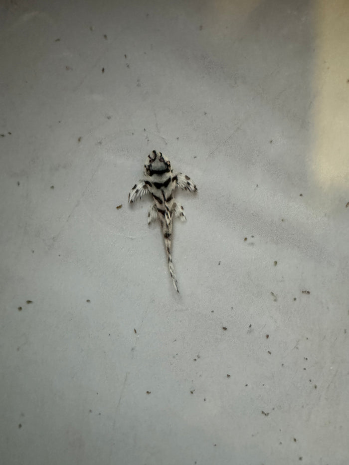 L236 Super White Pleco (Hypancistrus Sp.)