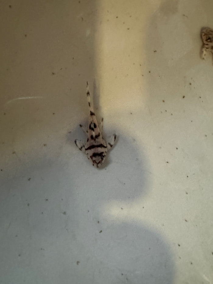 L236 Super White Pleco (Hypancistrus Sp.)