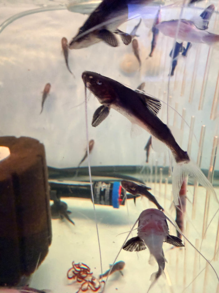 Piraiba Catfish  ( Brachyplatystoma Filamentosum )