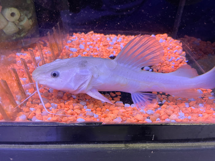 Golden Redtail Catfish (Phractocephalus hemioliopterus)