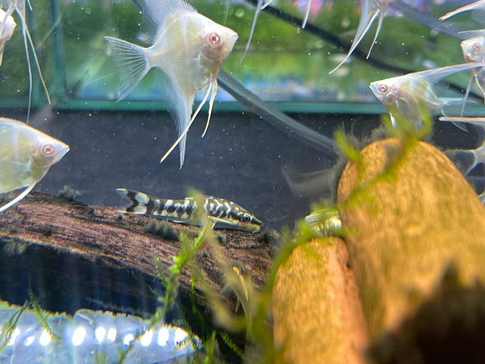 Zebra Otto Catfish (Otocinclus cocama) no