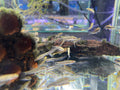 Dwarf Hovering Loach