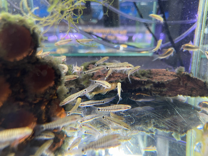 Dwarf Hovering Loach