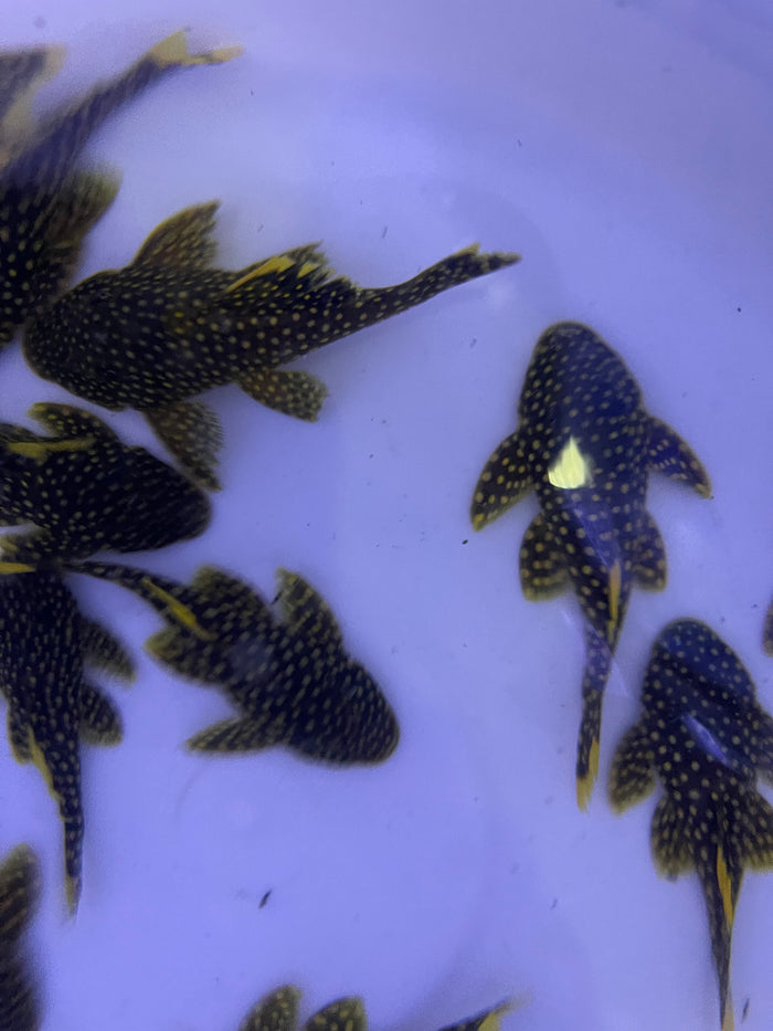 L18 Golden Nugget Pleco (Baryancistrus xanthellus)