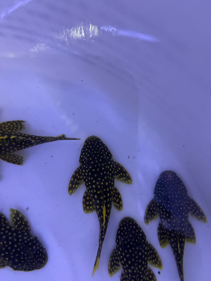 L18 Golden Nugget Pleco (Baryancistrus xanthellus)