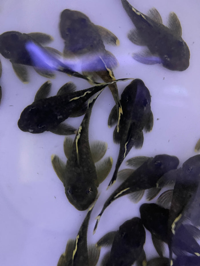 L47 Mango Pleco (Baryancistrus chrysolomus)