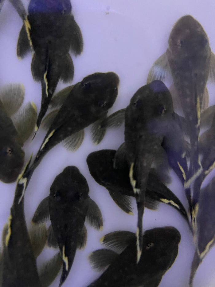 L47 Mango Pleco (Baryancistrus chrysolomus)