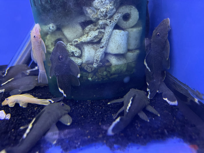 L47 Mango Pleco (Baryancistrus chrysolomus)