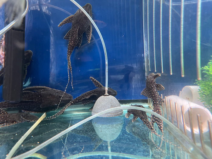 L155 Adonis Pleco (Acanthicus hystrix)