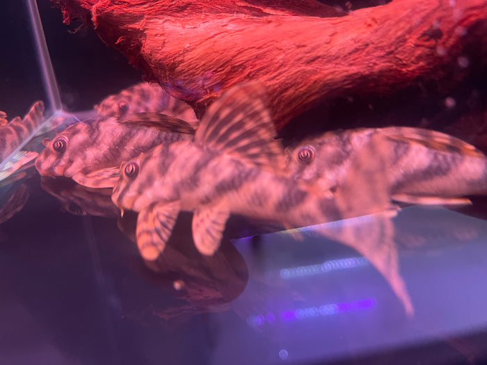L15 Candy Striped Pleco (Peckoltia Vittata)