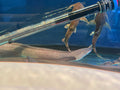 A SnowFlake Eel swimming in a tank.