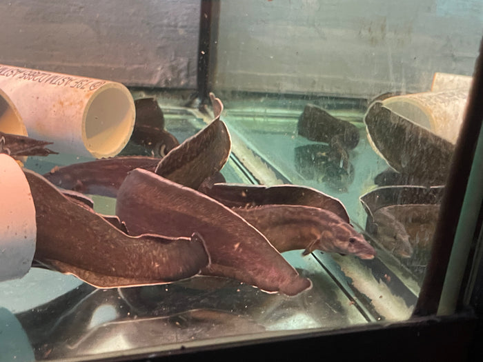 A Unicolor Eel swimming in an aquarium.