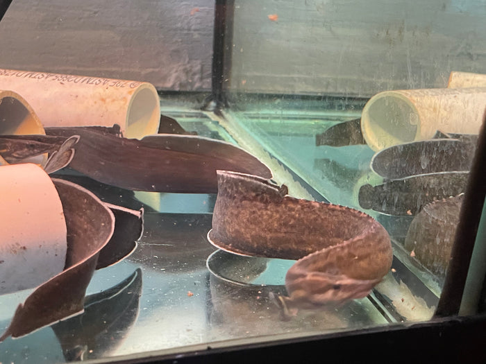 A Unicolor Eel swimming in an aquarium.