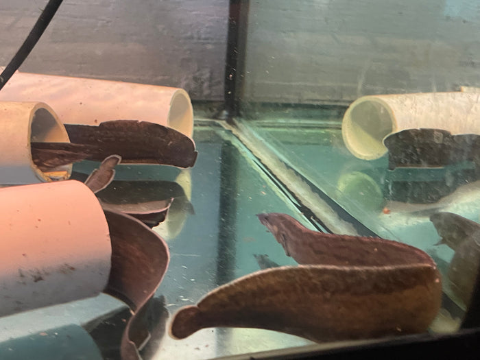 A Unicolor Eel swimming in an aquarium.