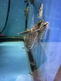 Alberti Synodontis Catfish (Synodontis Alberti)