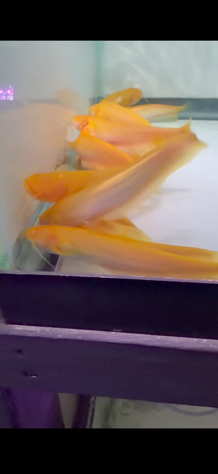 ALBINO CHINESE WELS CATFISH (SILURUS MERDIONALIS)