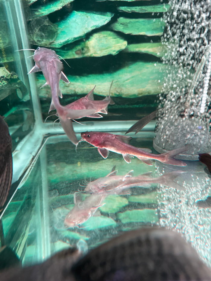 Armoured Sea Catfish ( Hemiarius Stormii )
