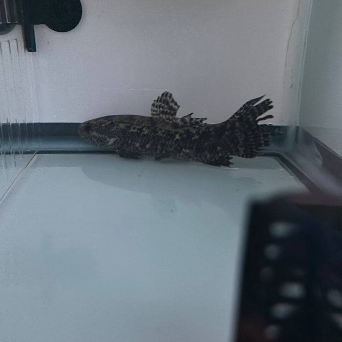 Black Wolf fish (Hoplias curupira)
