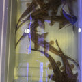 Crocodile Goonch Catfish (Bagarius Suchus)