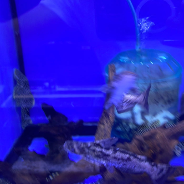 Driftwood catfish