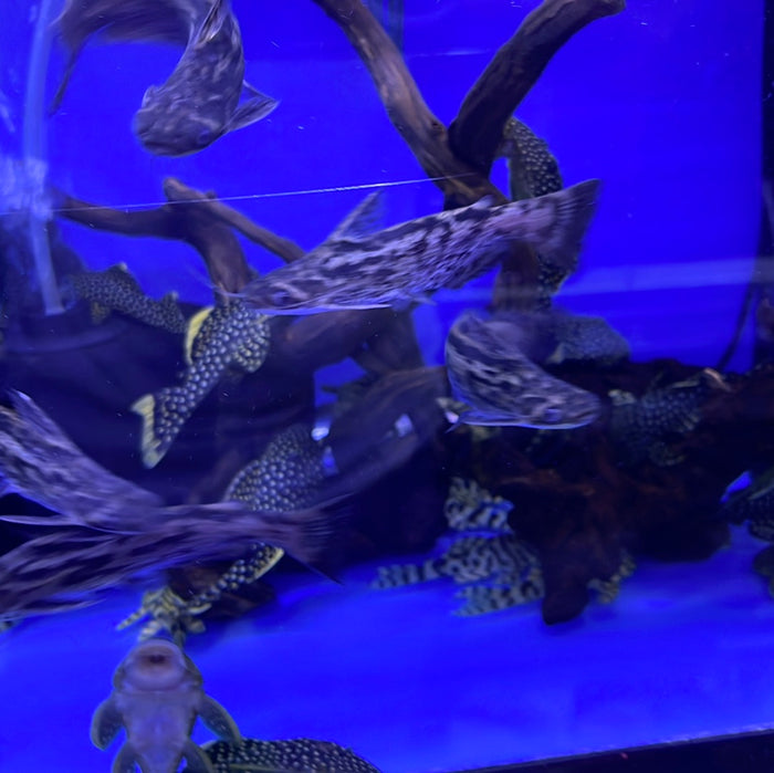 Driftwood catfish