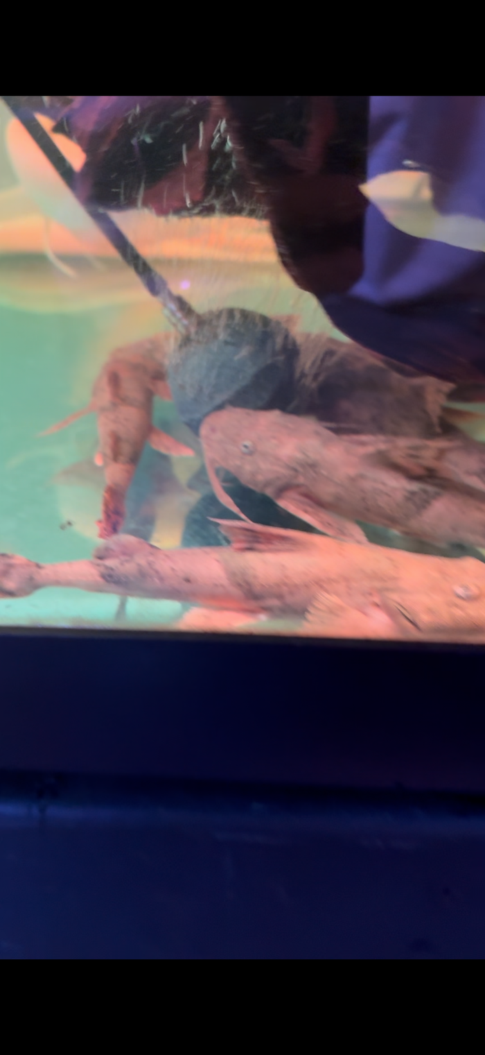 Dwarf Goonch Catfish (Bagarius Vegrandis)