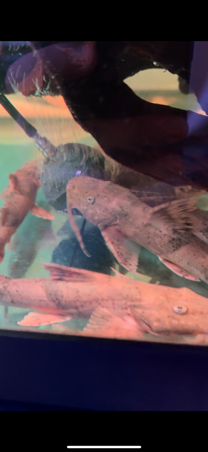 Dwarf Goonch Catfish (Bagarius Vegrandis)