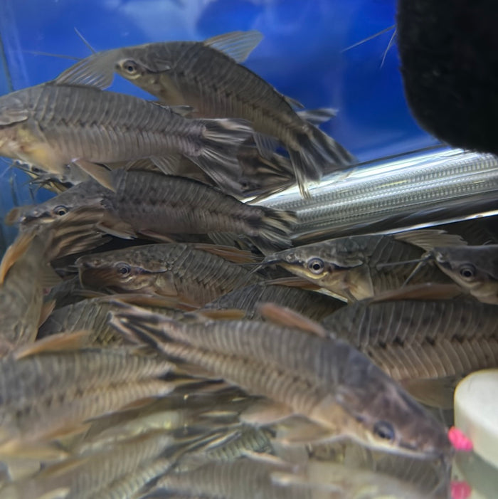 Flagtail catfish (Dianema urostriatum)