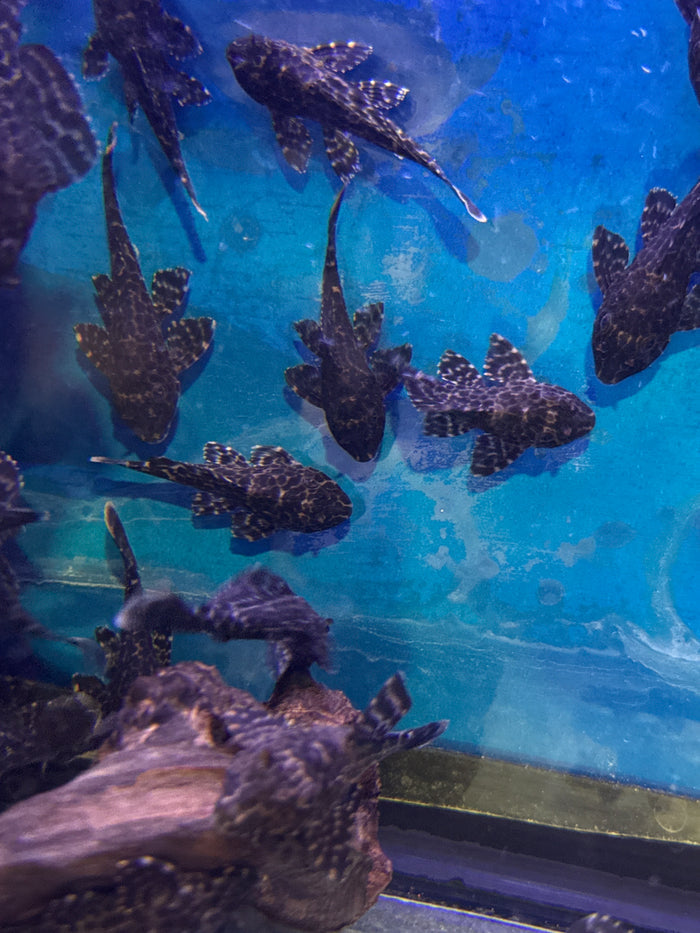 Gibbiceps Pleco (Pterygoplichthys gibbiceps)