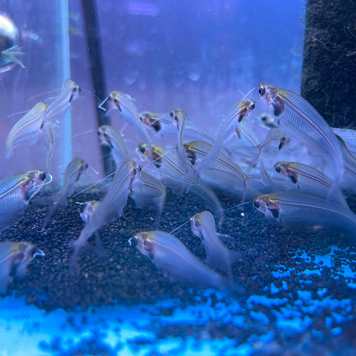 Glass catfish (Kryptoterus Viteolus)