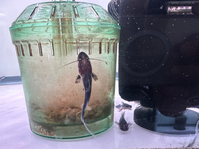 Tigrinus Catfish (Pseudoplatystoma tigrinum)