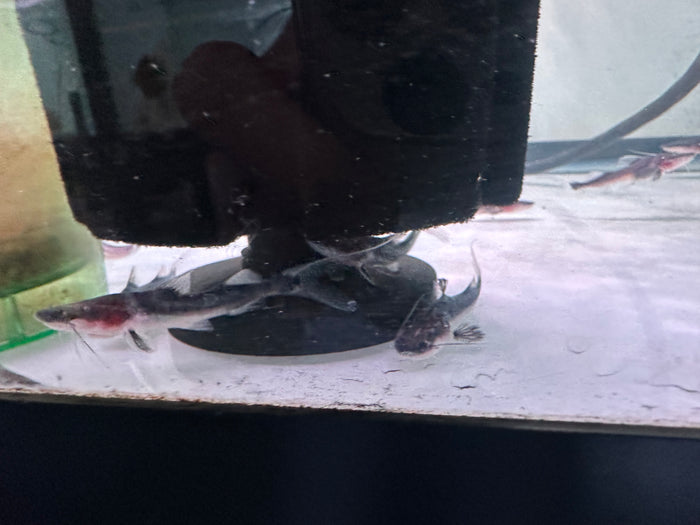Tigrinus Catfish (Pseudoplatystoma tigrinum)