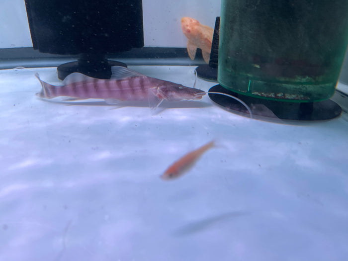 Tigrinus Catfish (Pseudoplatystoma tigrinum)