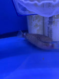 Electric Catfish (Malapteruridae)