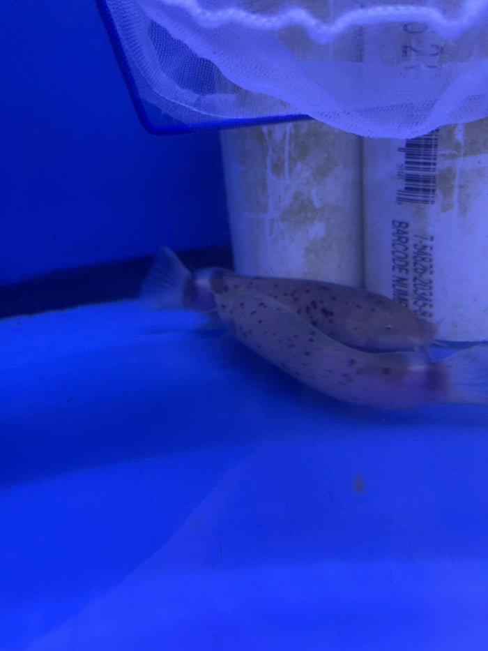 Electric Catfish (Malapteruridae)