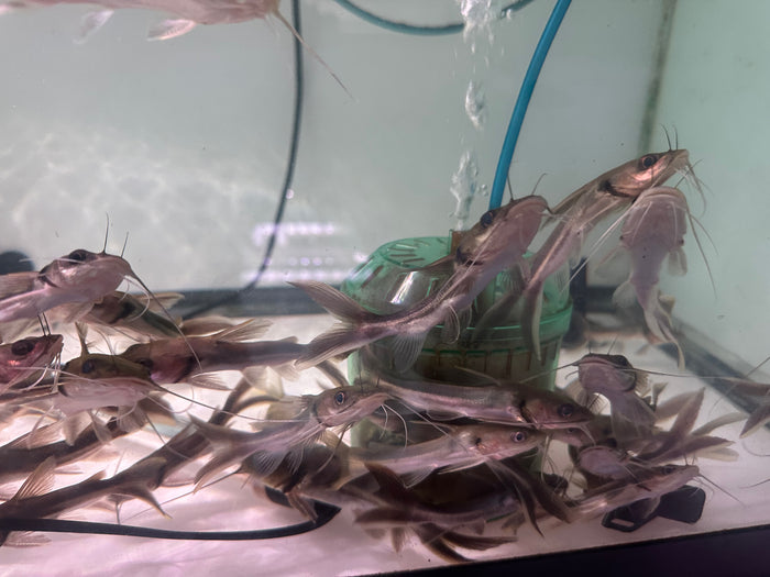 Wide head catfish (Clarotes laticeps)