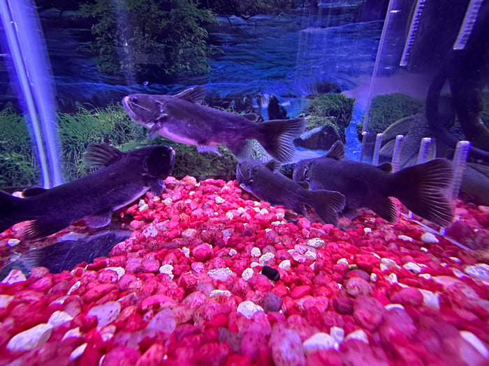Gulper Catfish (Asterophysus batrachus)