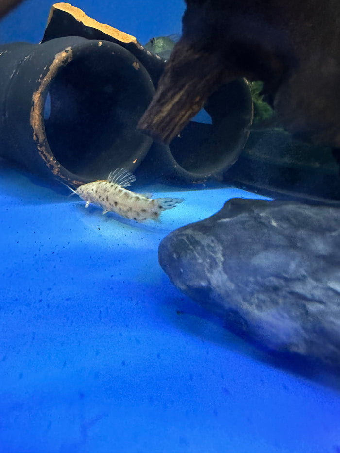 Albino hoplo catfish with pale markings
