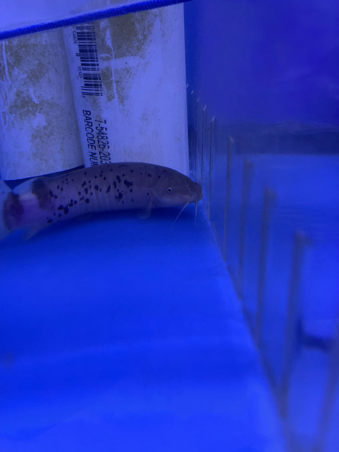 Electric Catfish (Malapteruridae)