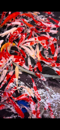 Japanese Koi Fish (Cyprinus carpio)