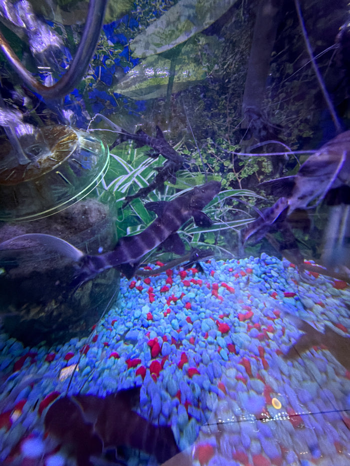 Juruense Catfish  ( Brachyplatystoma juruense )