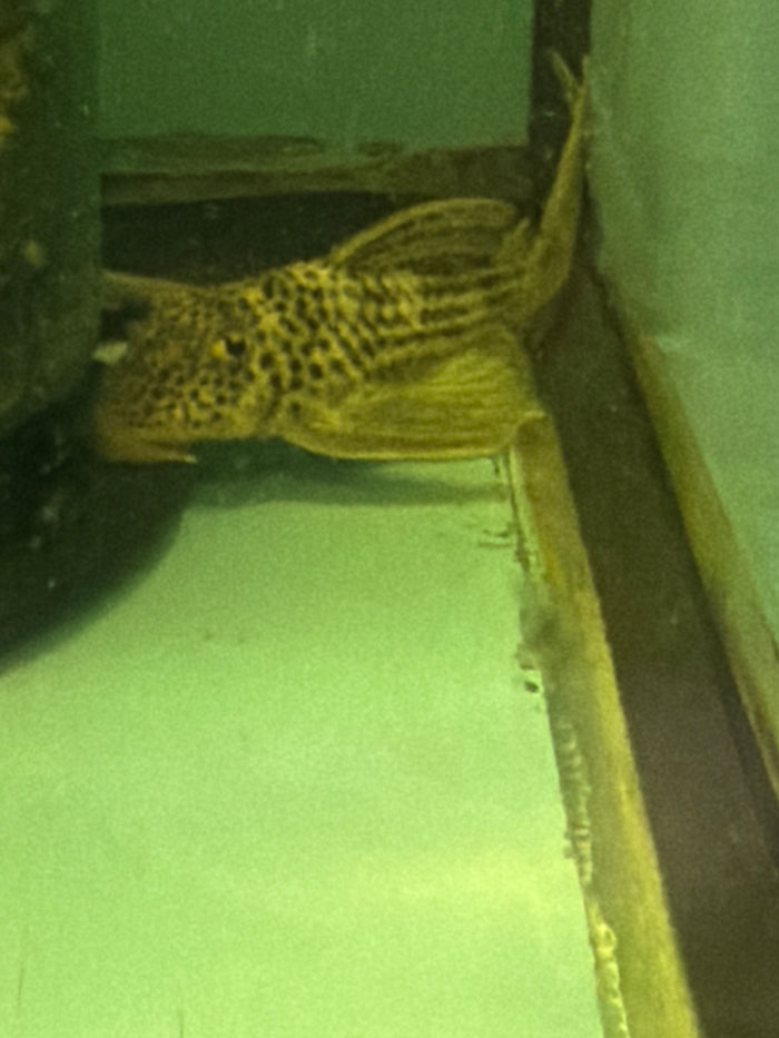L141 Ghost pleco ( hemiancistrus snethlageae )