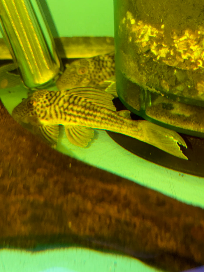 L141 Ghost pleco ( hemiancistrus snethlageae )