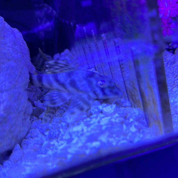 L15 Candy Striped Pleco (Peckoltia Vittata)