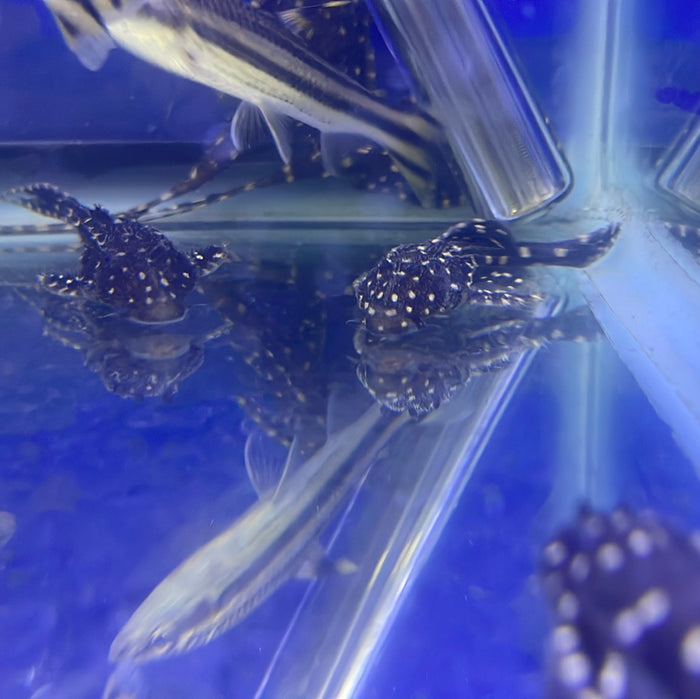 L155 Adonis Pleco (Acanthicus hystrix)