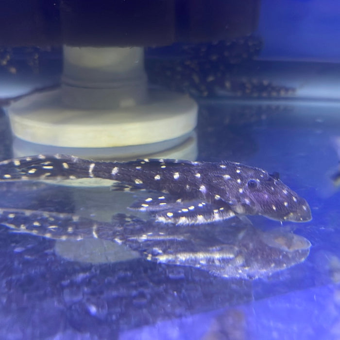 L155 Adonis Pleco (Acanthicus hystrix)